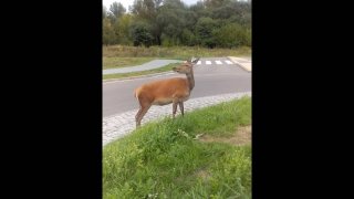 Zabłąkana łania na rondzie w Ostrołęce